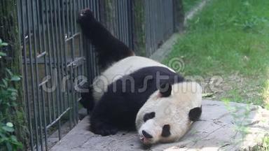北京奥运会熊猫在睡觉高清